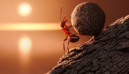 Karıncalar ile İlgili Sözler