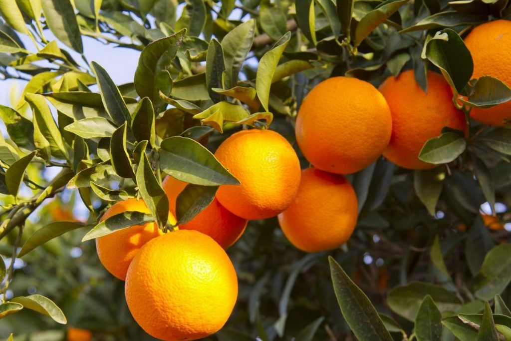Portakal İle ilgili Sözler
