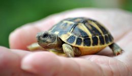 Kaplumbağa ile İlgili Bilmeceler