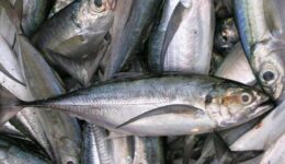 Akya Balığı Yemeklerde Nasıl Kullanılır? Faydaları ve Zararları Nelerdir?