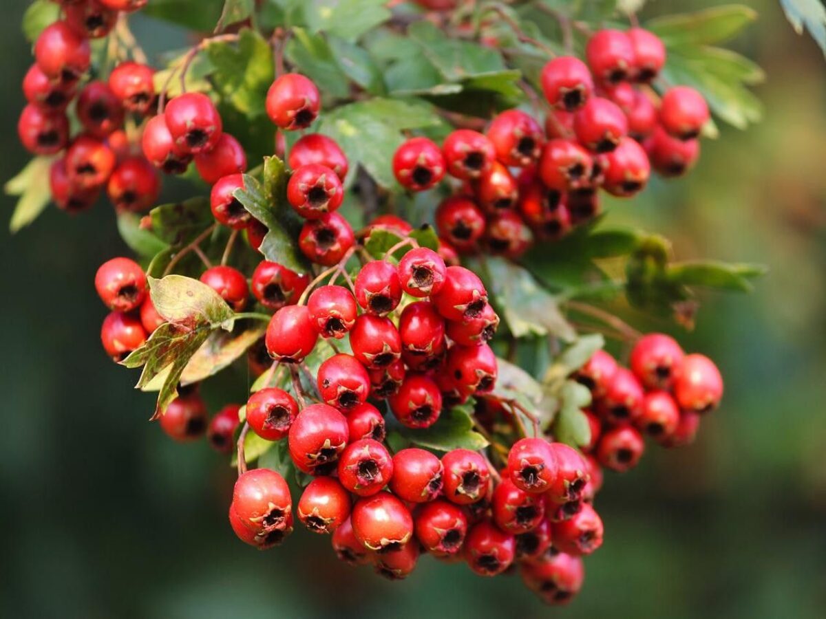 kalp sağlığı için alıç berry otlar kitosan ve kalp sağlığı