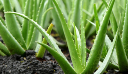 Aloe Vera Faydaları, Zararları ve Kullanımı