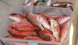 Barbunya Balığı Faydaları Nelerdir? Yemeklerde Kullanımı ve Zararları