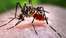 Chikungunya Ateşi Nedir, Nasıl Bulaşır, Kaç Günde Belirti Verir?