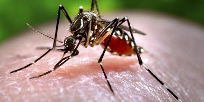 chikungunya-atesi-nedir-nasil-bulasir-kac-gunde-belirti-verir-99340