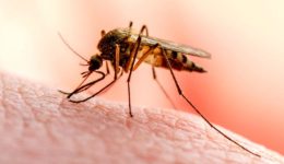 Dengue Virüs Enfeksiyonu Nedir, Nasıl Bulaşır? Dang Enfeksiyonu Belirtileri ve Tedavisi