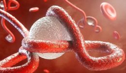 Ebola Virüsü Hastalığı Nedir, Nasıl Bulaşır? Belirtileri ve Tedavisi