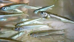 Gümüş Balığı Hangi Tür Yemeklerde Kullanılır? Faydaları ve Zararları Nelerdir?