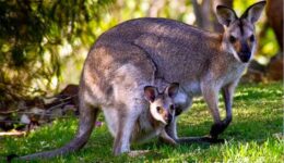 Kanguru Eti Hangi Tür Yemeklerde Kullanılır? Faydaları ve Zararları Nelerdir?