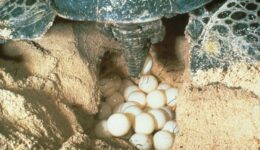Kaplumbağa Yumurtası Yenir mi? Faydaları ve Zararları Nelerdir?