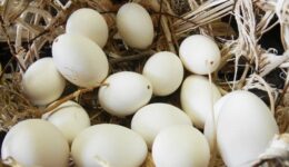 Kaz Yumurtası Yemeklerde Nasıl Kullanılır? Faydaları ve Zararları Nelerdir?