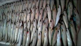 Kolyoz Balığı Hangi Yemeklerde Kullanımır? Saklama Koşulları ve Faydaları