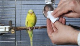 Kuş Kafesi Temizliği ve Bakımı