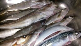 Mezgit Balığı Hangi Hastalıklara İyi Gelir? Yemeklerde Kullanımı ve Faydaları