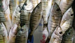 Mırmır Balığı Hangi Tür Yemeklerde Kullanılır? Faydaları ve Zararları