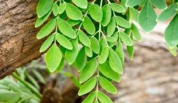 Moringa Oleifera Ağacı Yaşlanmayı Önlüyor