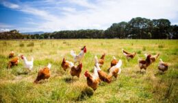 Tavuk Yumurtası Nasıl Saklanır? Kalorisi, Faydaları ve Zararları