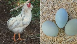 Tavukların Yumurtası Nasıl Arttırılır?