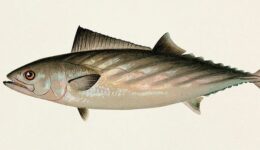 Torik Balığı Hangi Tür Yemeklerde Kullanılır? Faydaları ve Zararları Nelerdir?