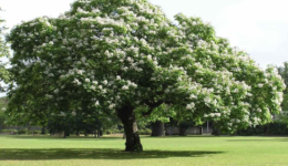 Ağaç Falı Nedir, Doğum Tarihinize Göre Ağacınız nedir?