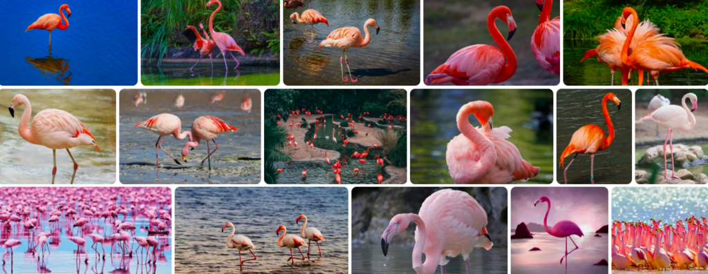 Rüyada Flamingo Görmek Genel Tabiri