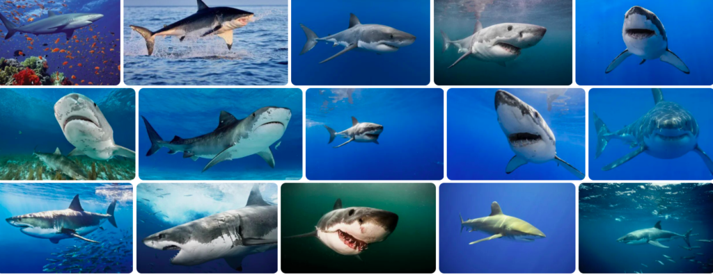 Rüyada köpekbalığı görmek ne anlama gelir